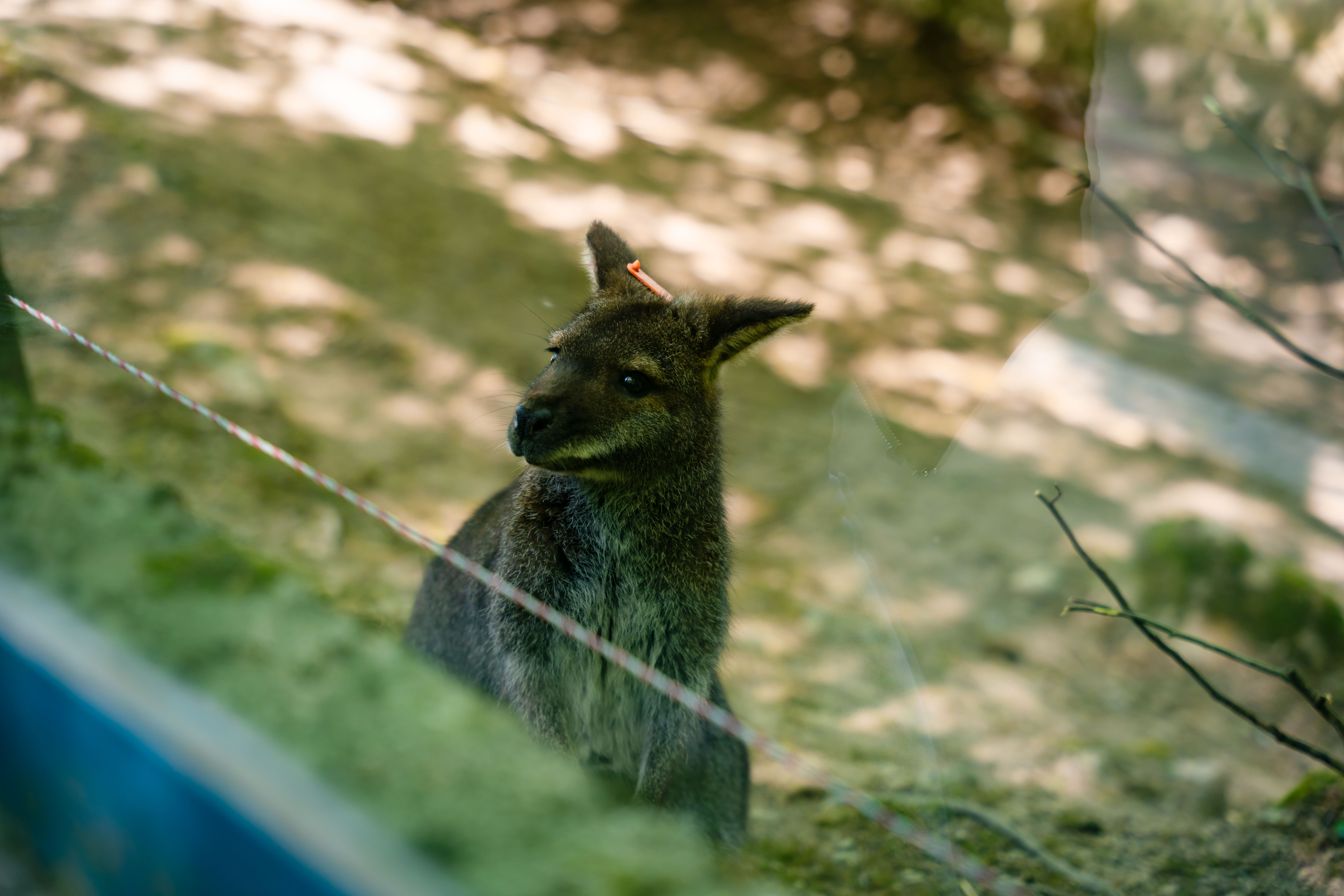 Den Zeme v Kosickej ZOO-1-8